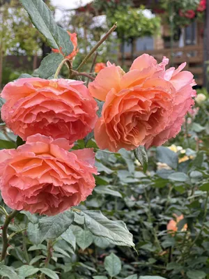 Фото розы бельведер с яркими цветами в jpg