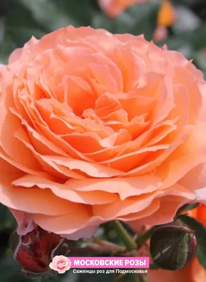 Привлекательная картинка розы бельведер в формате webp