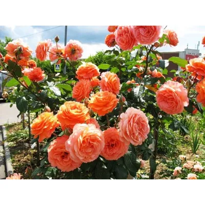 Роскошное изображение розы бельведер в jpg