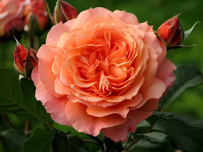 Чарующая картина розы бельведер в png