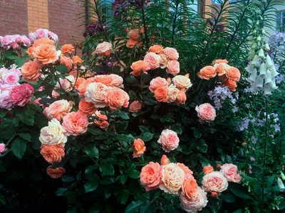 Нежное изображение розы бельведер в формате webp