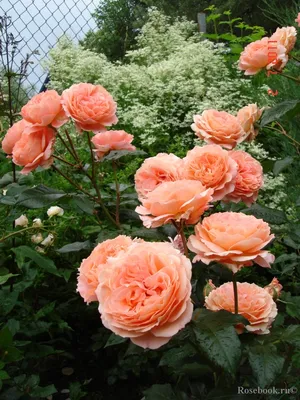 Фото прекрасной розы бельведер в jpg