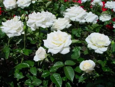 Изображение розы белый медведь в формате PNG