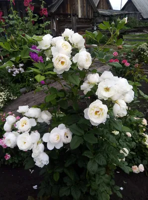 Фото розы белый медведь: выберите свой размер