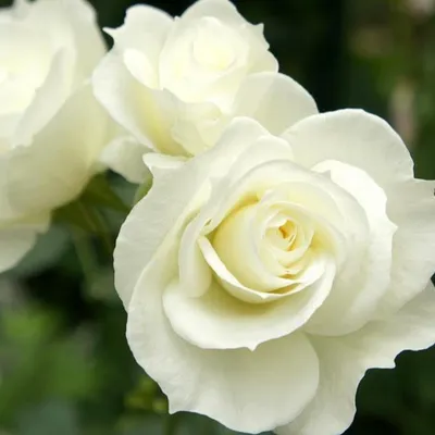 Фото розы белый медведь: красота и яркость