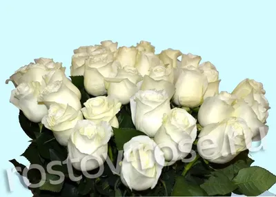 Фото розы белый медведь: выберите свой формат