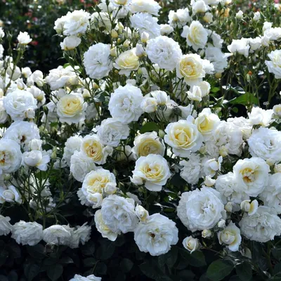 Розы белого медведя: прекрасные изображения для скачивания