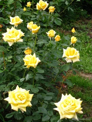 Изображение розы беролина в формате png для скачивания
