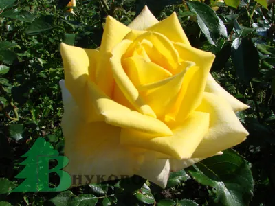 Картинка розы беролина в формате jpg для скачивания