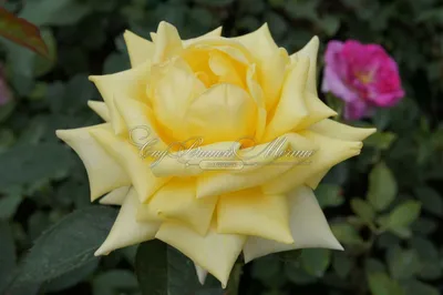 Фотография изысканной розы беролина в разных ракурсах