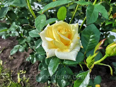 Фотка розы беролина в формате png и высоком разрешении