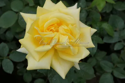 Фото розы беролина с яркими цветами и прекрасной композицией