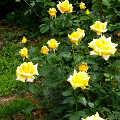 Изображение розы беролина в формате webp с возможностью выбора размера