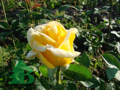 Фото розы беролина, идеальное для использования в дизайне