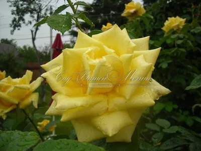 Картинка розы беролина, запечатленная во всей своей красоте