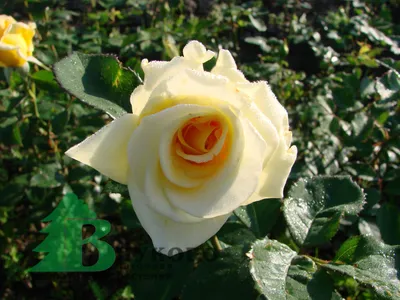 Фотка розы беролина с прекрасными деталями и насыщенными цветами