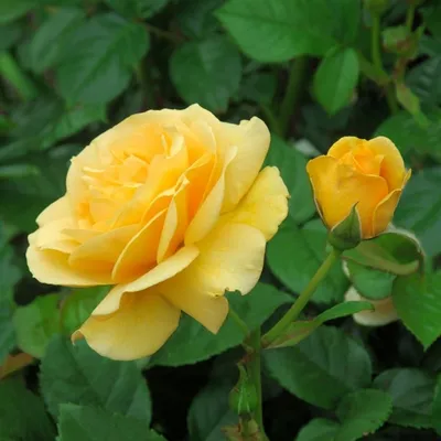 Фото розы беролина в формате jpg с возможностью увеличения размера
