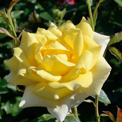 Картинка розы беролина в формате webp и размером 1080x720