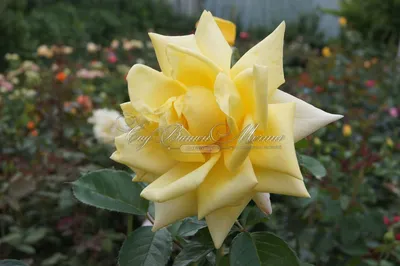 Изображение розы беролина в формате png, идеальное для фотопечати