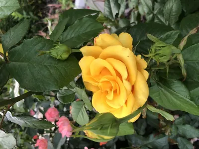 Картинка розы беролина в высоком разрешении и формате webp