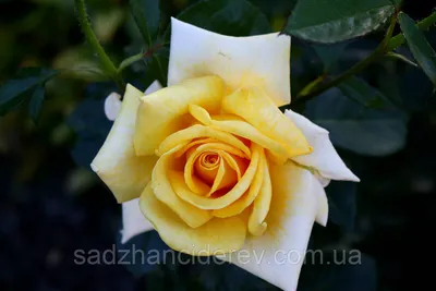Фотография розы беролина с потрясающей глубиной цвета