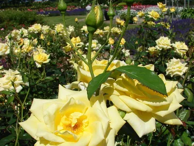 Фотка розы беролина, созданная с любовью и тщательностью