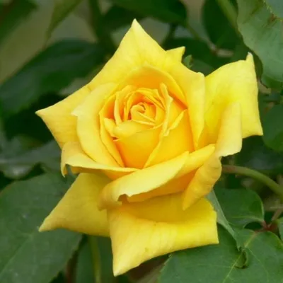 Фото розы беролина в формате jpg для использования в графических проектах
