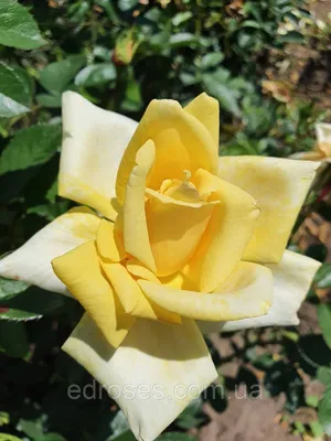 Изображение розы беролина в формате png для скачивания и печати