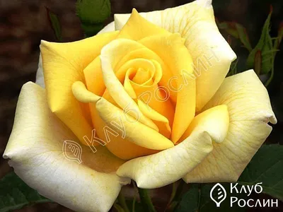 Картинка розы беролина в формате webp с прекрасной цветовой гаммой