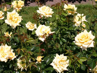 Фотография розы беролина, идеально подходящая для фотографических композиций
