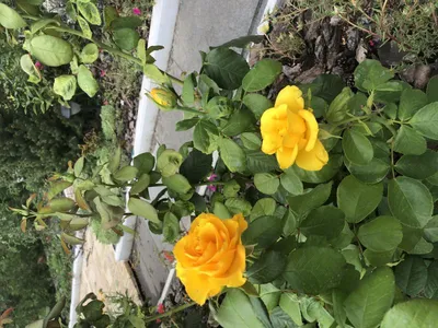 Фото розы беролина в формате jpg с возможностью выбора качества изображения