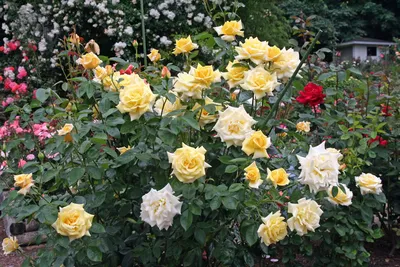 Фотография прекрасной розы беролина в высоком разрешении