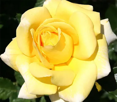 Изображение розы беролина в формате png с отличной детализацией