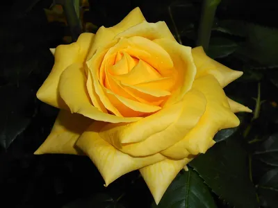 Картинка розы беролина в формате webp, обладающая особым шармом