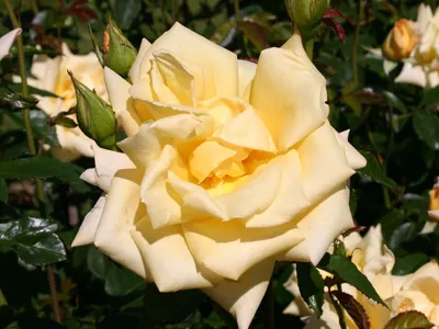 Фотография розы беролина, которая привлечет внимание и восхитит вас