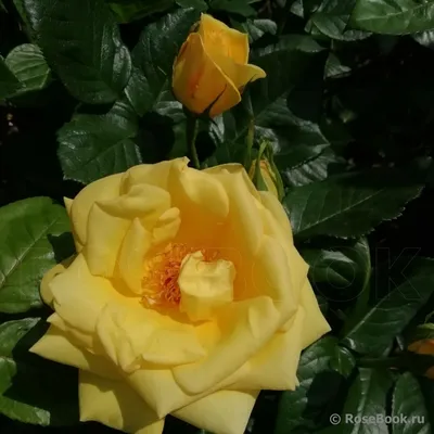 Фотка розы беролина, идеальная для использования в качестве обоев