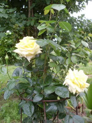 Изображение розы беролина в формате png, созданное с использованием передовых технологий