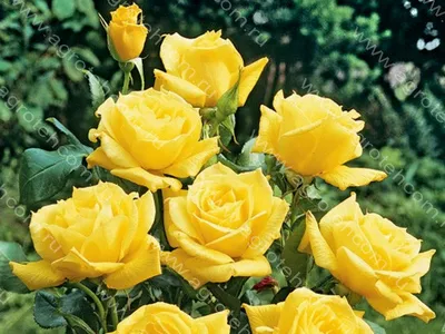 Картинка розы беролина в формате webp, подходящая для веб-страниц