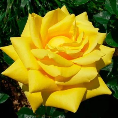 Фотография розы беролина с кристальной чистотой и насыщенными цветами