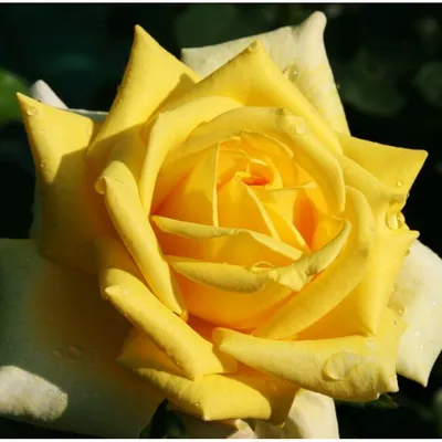 Фото розы беролина в формате jpg, запечатленной в самом нежном свете