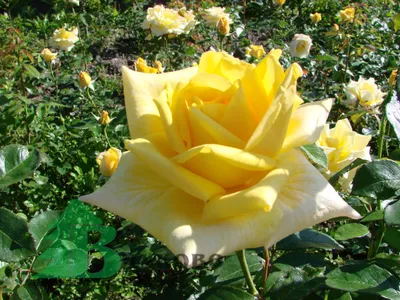Изображение розы беролина с возможностью скачать в формате jpg