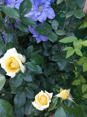 Изображение розы беролина в формате png для использования в рекламных материалах