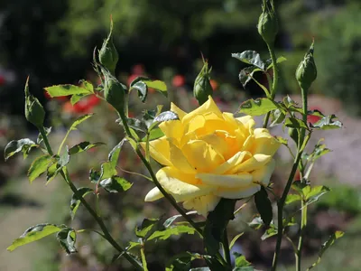 Фотография розы беролина, захватывающая своей неповторимостью и элегантностью