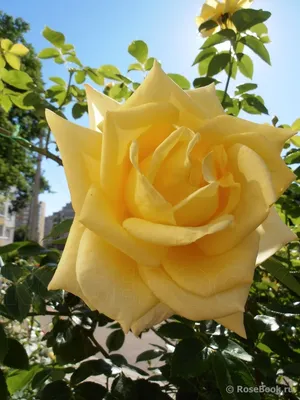 Фотка розы беролина с прекрасной композицией и изысканной игрой цветов