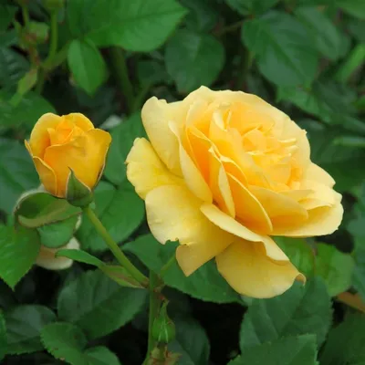 Фото розы беролина для использования на вашем веб-сайте