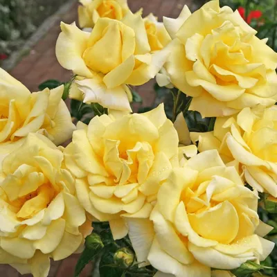 Фотка розы беролина с прекрасными деталями