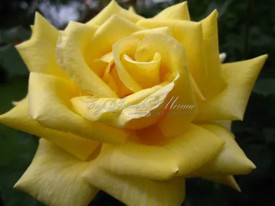 Фото розы беролина в формате webp для быстрой загрузки