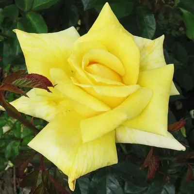 Изображение розы беролина с высоким качеством