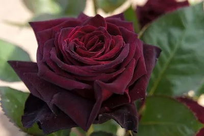 Увековеченное прекрасное: фотография розы Black Baccara