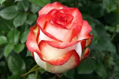 Фото розы блаш: безупречная красота на вашем экране